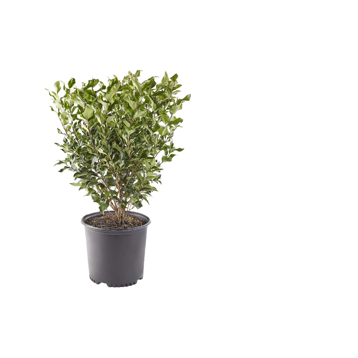 Generic 2.25 Gal. Ligustrum Recurvifolium