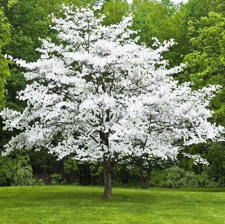 White Dogwood Tree Sapling – 12-18″ Tall – Ship Bareroot – Cornus Florida