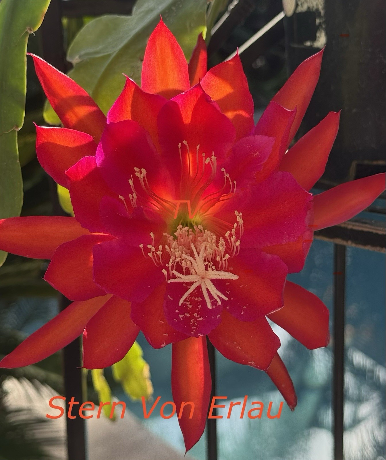 1 Striking Red Stern Von Erlau Epiphyllum Orchid Cactus Cutting, 7-10in long