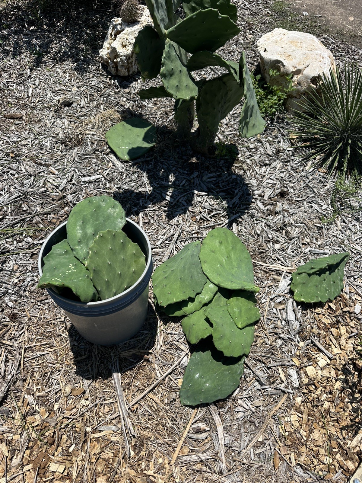 Opuntia Gomei Pads Cutting Old Mexico Nopales bundle of 3