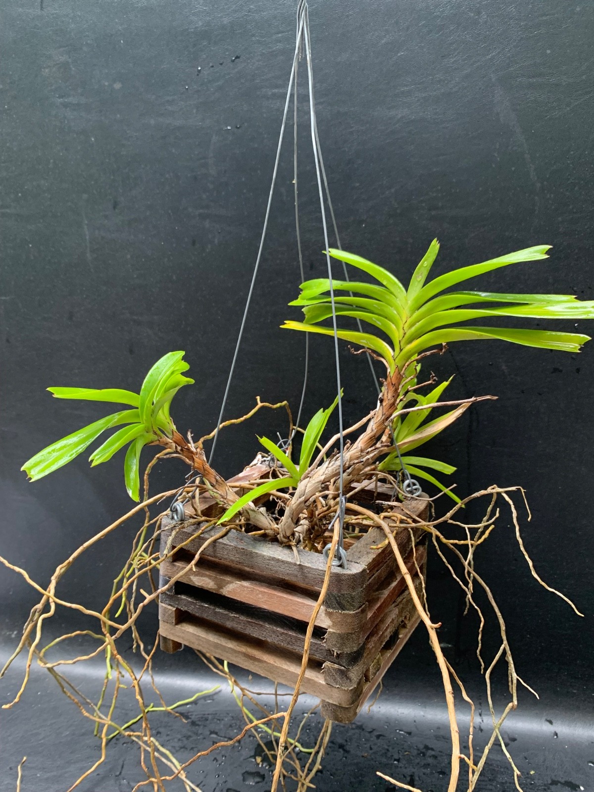 SPECIMEN AERIDES FLABELLATA ORCHID FRAGRANT FLOWERS