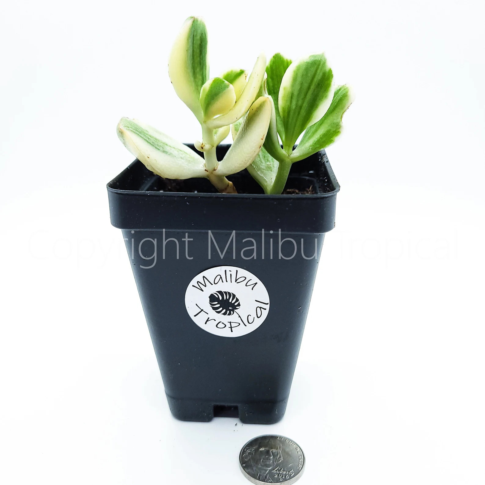Jade Succulent Live Plant – Crassula Ovata Variegated Healthy Roots With Soil