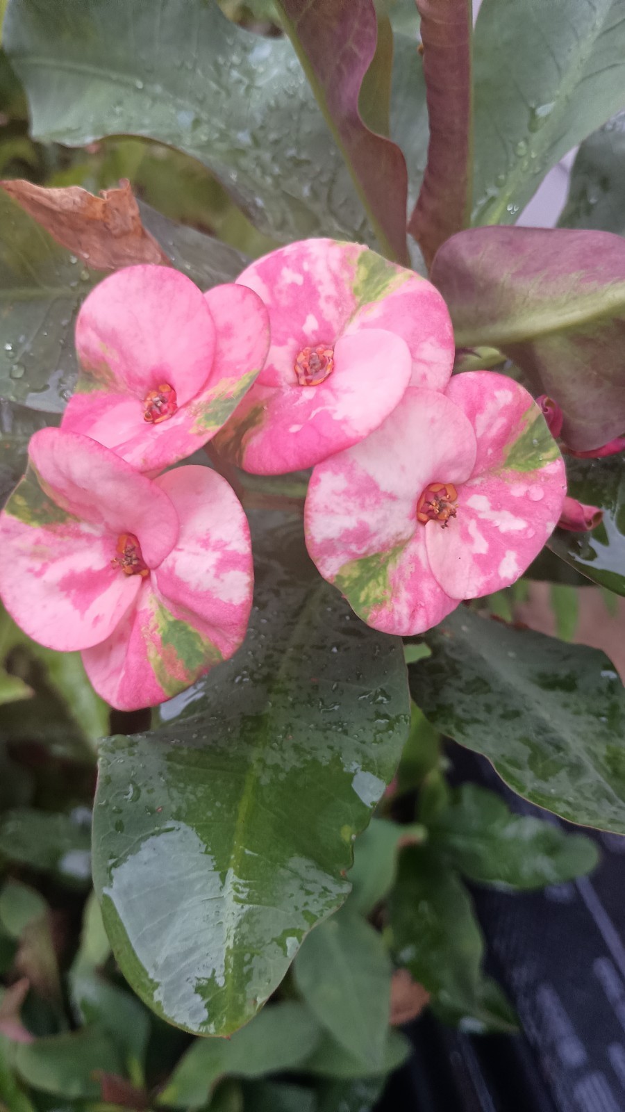 Black Pearl Crown of Thorns Cutting (1 count/No Roots) Perla Negra