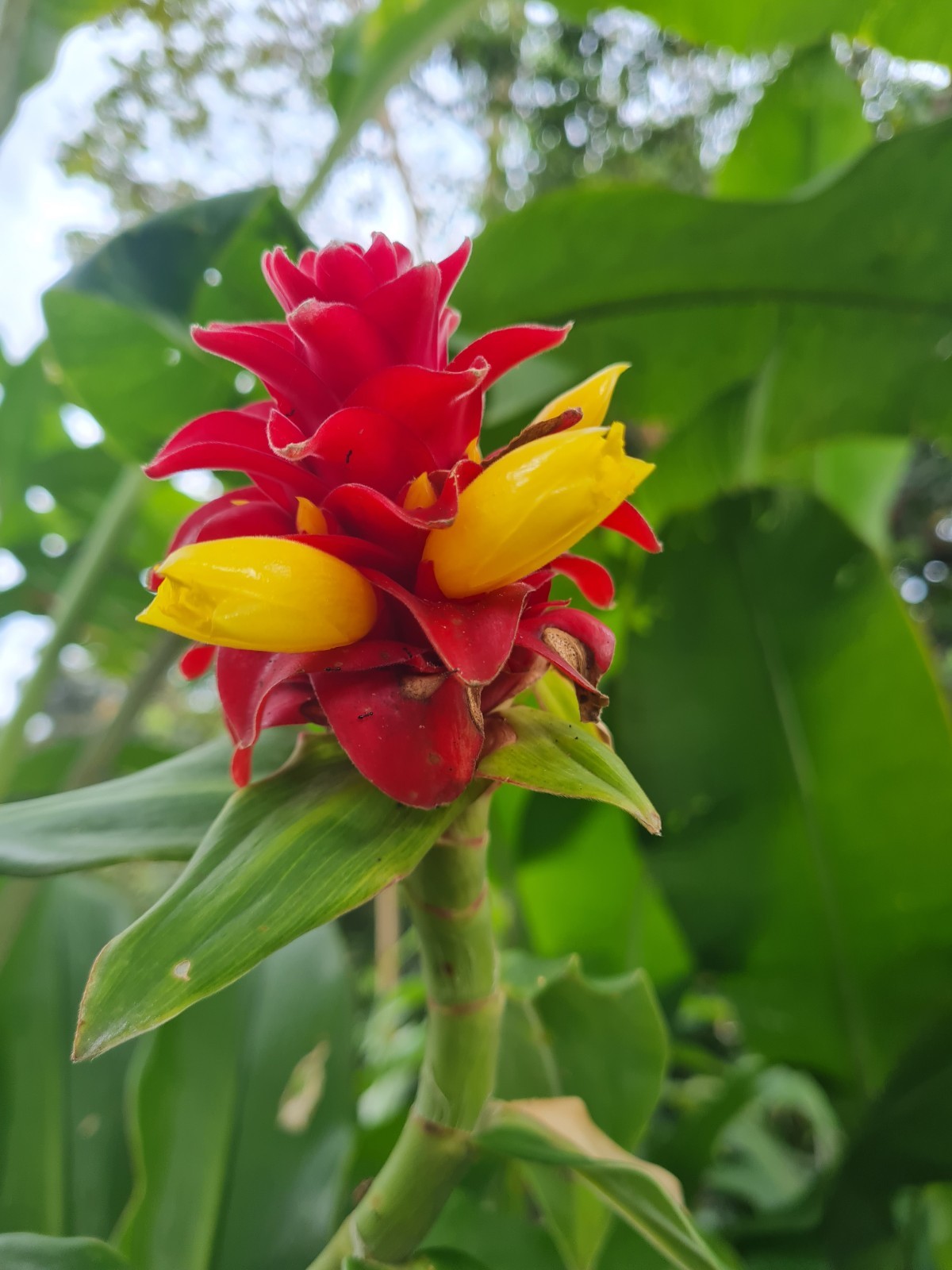 COSTUS BARBATUS GINGER LIVE RHIZOME PLANT EXOTIC TROPICAL ZINGIBER