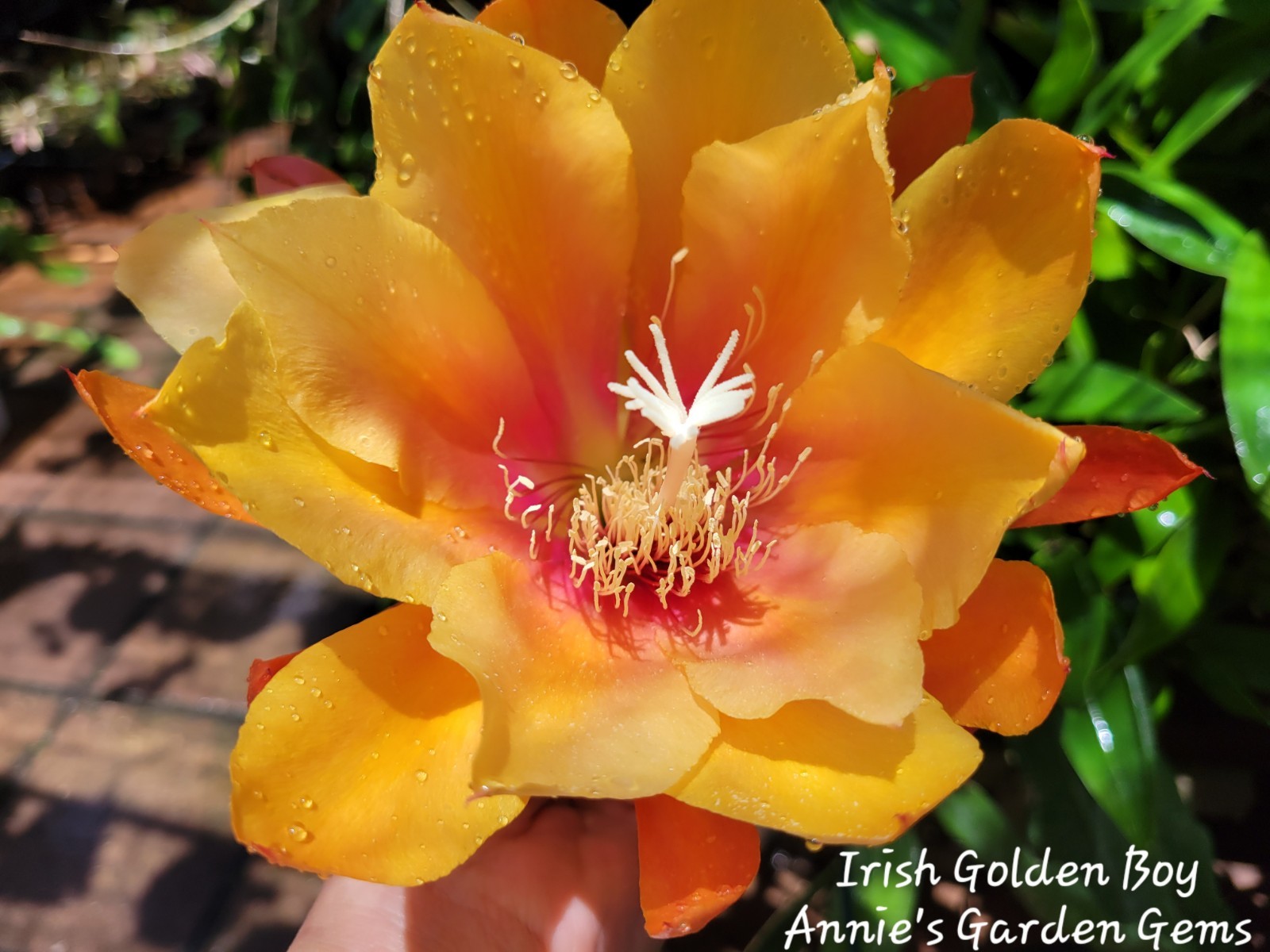 Epiphyllum Irish Golden Boy Unrooted Cuttings – 8 to 10 inches long