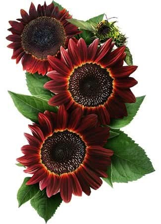Moulin Rouge Sunflower Seeds For Planting (Helianthus annuus)