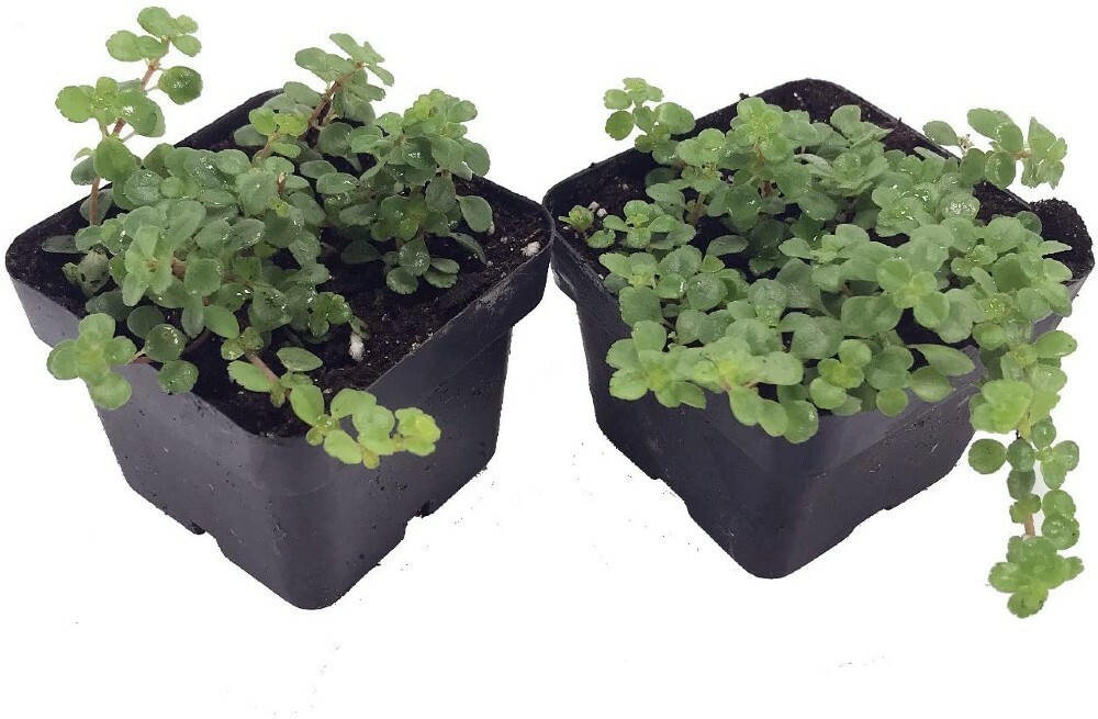 Two Pilea Depressa Large Leaf Baby Tears Jobes Tears Tiny Tears 2 Plants 2″ Pots