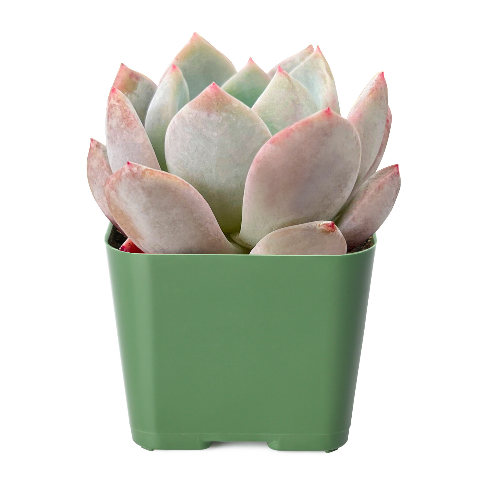 Live Fresh Rosette Echeveria Snow Angel Plant, Fully Rooted in 2 inch Plant Pot