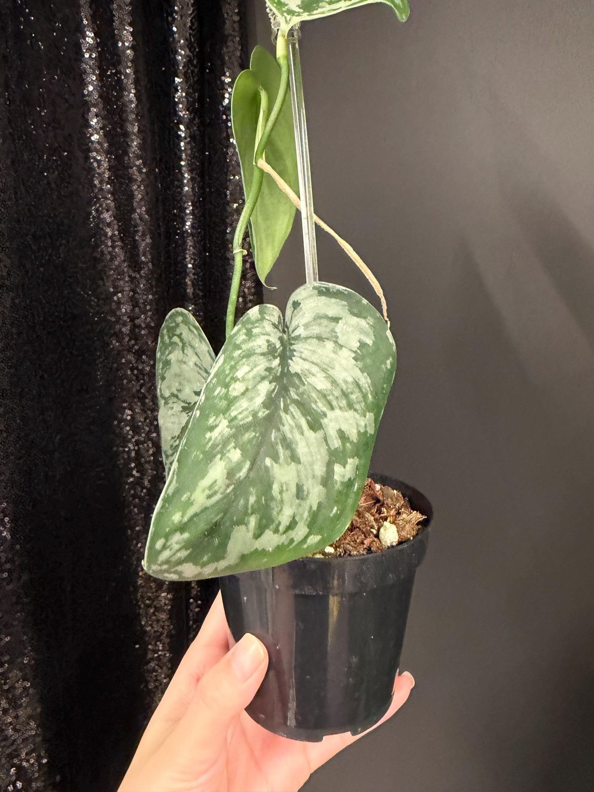 Scindapsus Army, Dark Green Leaf, US Seller