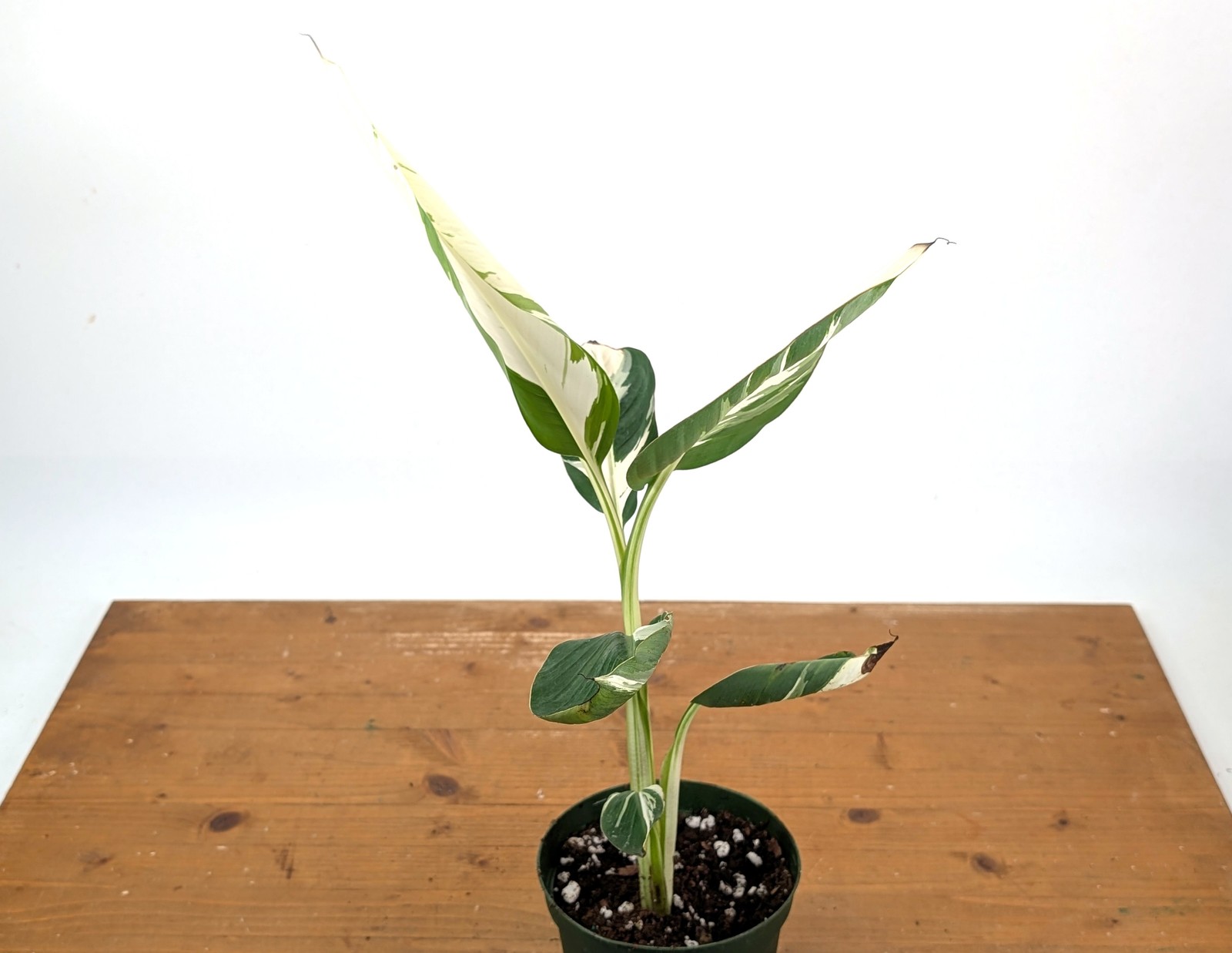 Musa × paradisiaca ‘Ae Ae’ Variegated Banana