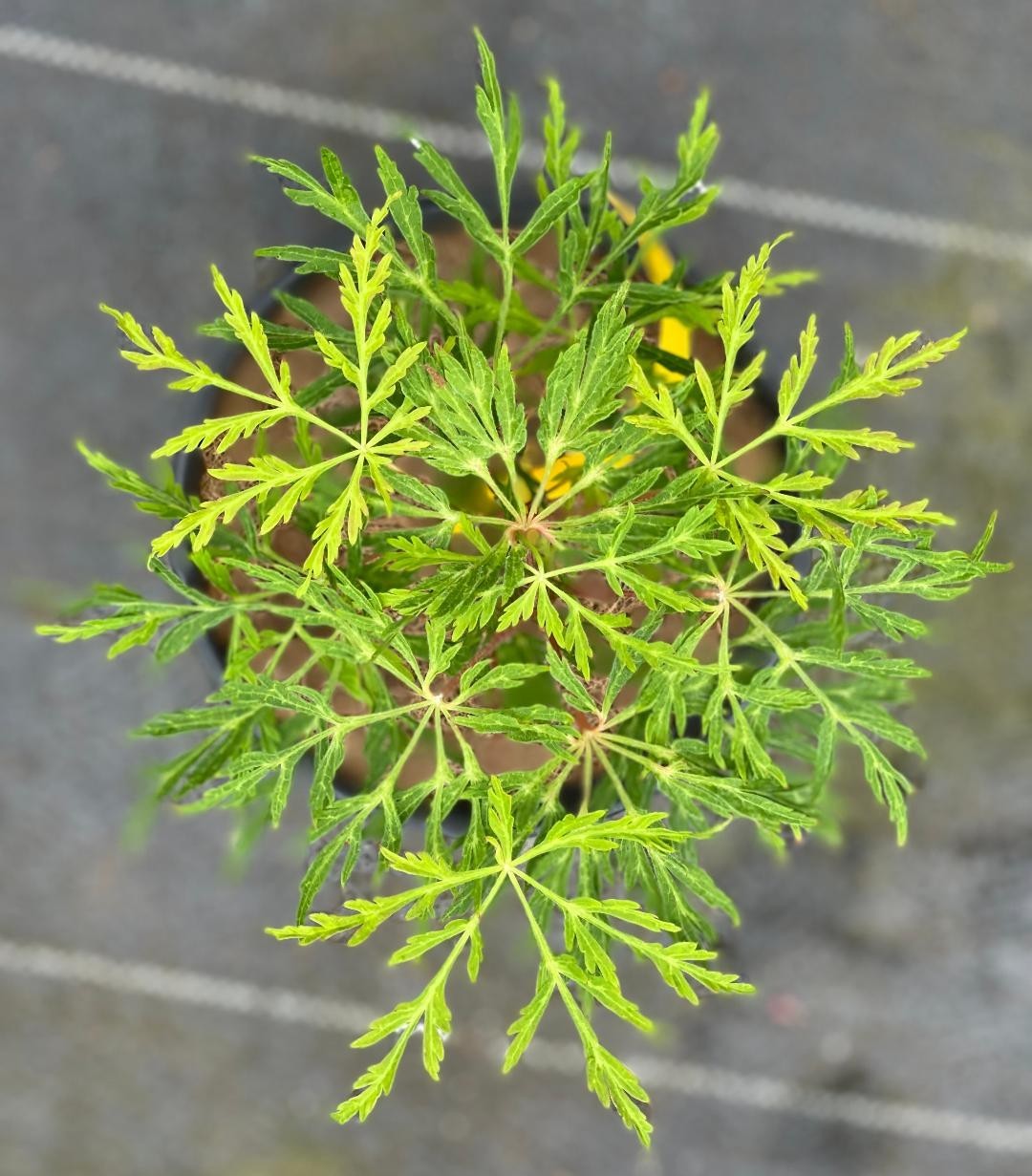 Acer japonicum ‘Fairy Lights’ (Fairy Lights Japanese Maple) one-gallon