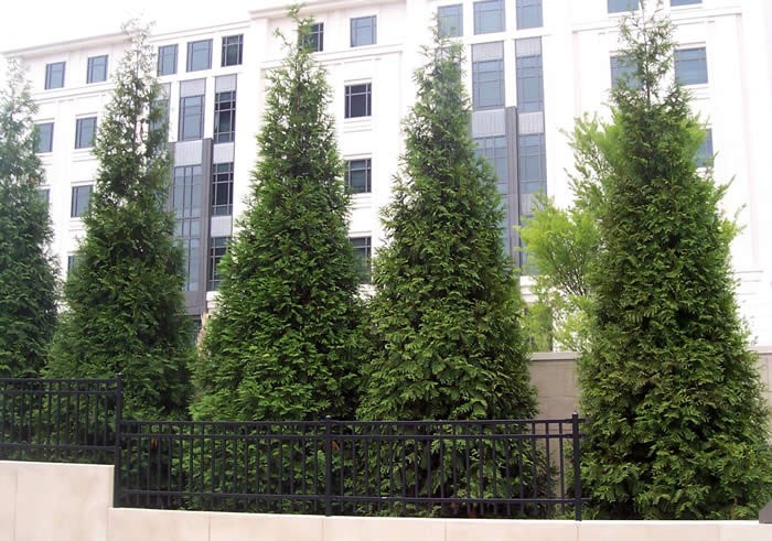 10 Green Giant 2.5″ pot 6-12″ tall ArborvitaeThuja plicata