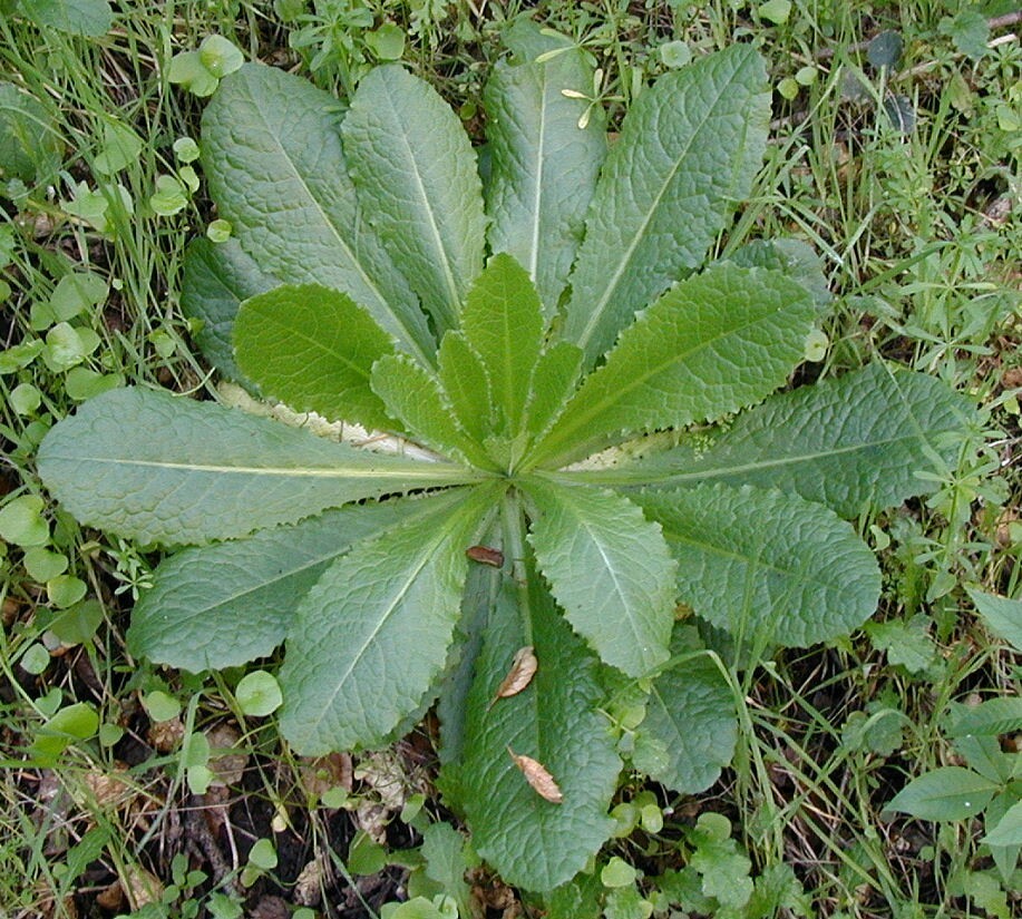 25+ Wild Lettuce Seeds (Lactuca virosa) Packed for 2021 *Free US Shipping*