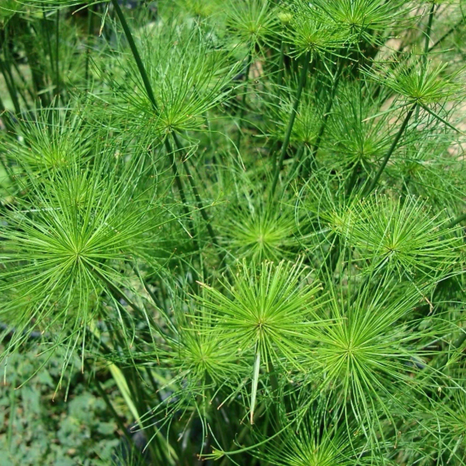 Mini Papyrus / Pond Marginal Bog Aquatic / 1 Plant Plus a Free Bog Plant