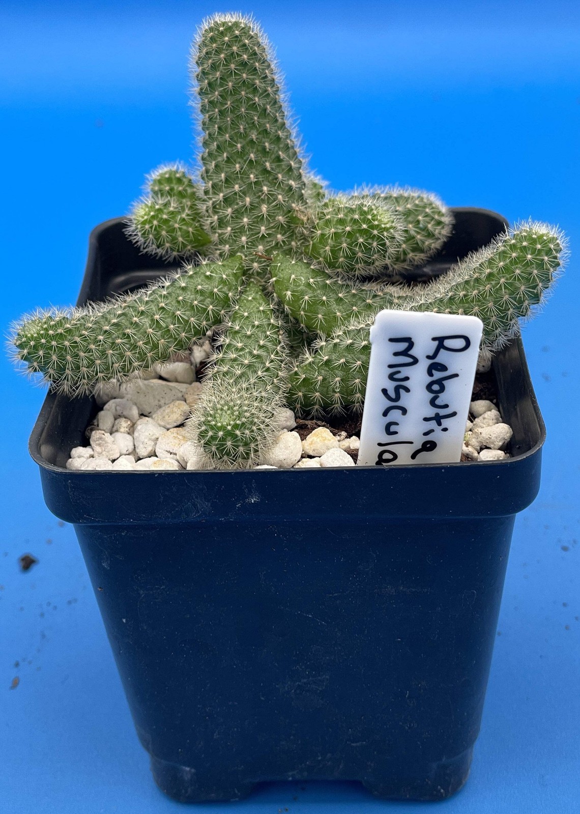 Rebutia Fabrisii Cactus – Rooted in 3.5″ Pot – Beautiful Masses Of Orange Flower