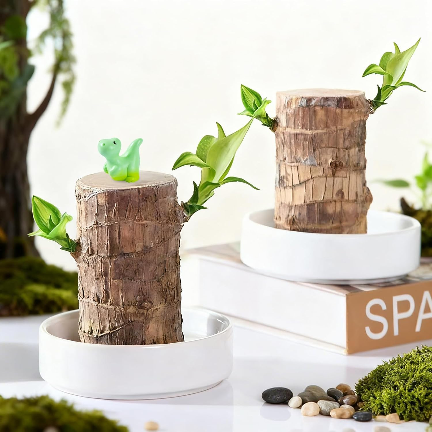 Brazilian Lucky Wood Plant,Fortune Brazil Potted Plant Brown