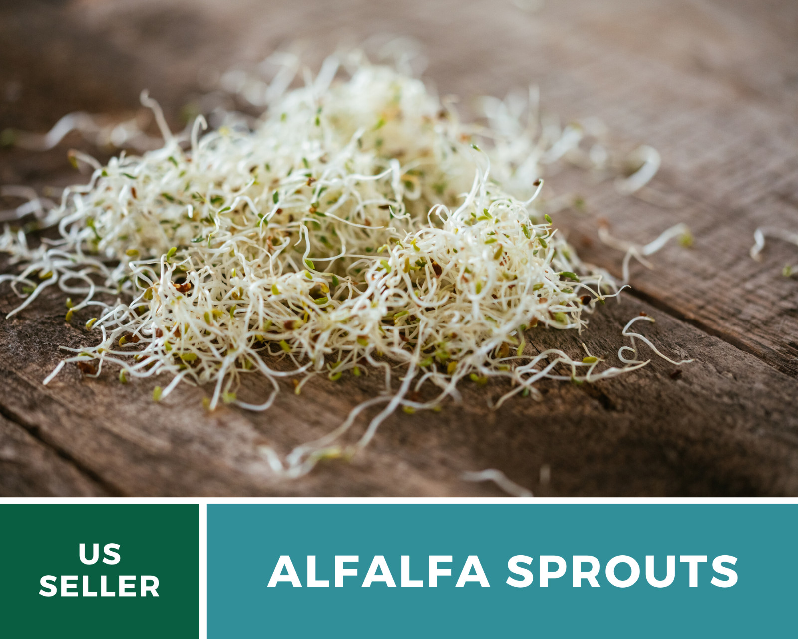 Sprout, Alfalfa – 500 Seeds – Grow All Year – NonGMO – Nutrient Dense