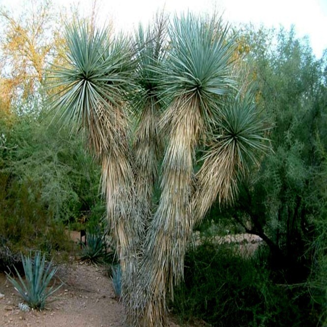 10 BLUE YUCCA TREE SEEDS (Yucca rigida) Exotic “RARE” Agave Cold Hardy~Zone 5