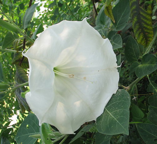 Datura wrightii Regel 1859 10 seeds
