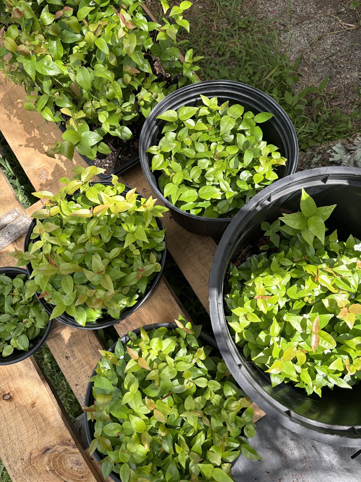 RED Surinam Cherry Pitanga Brazilian Cherry Live Fruit Tree Potted