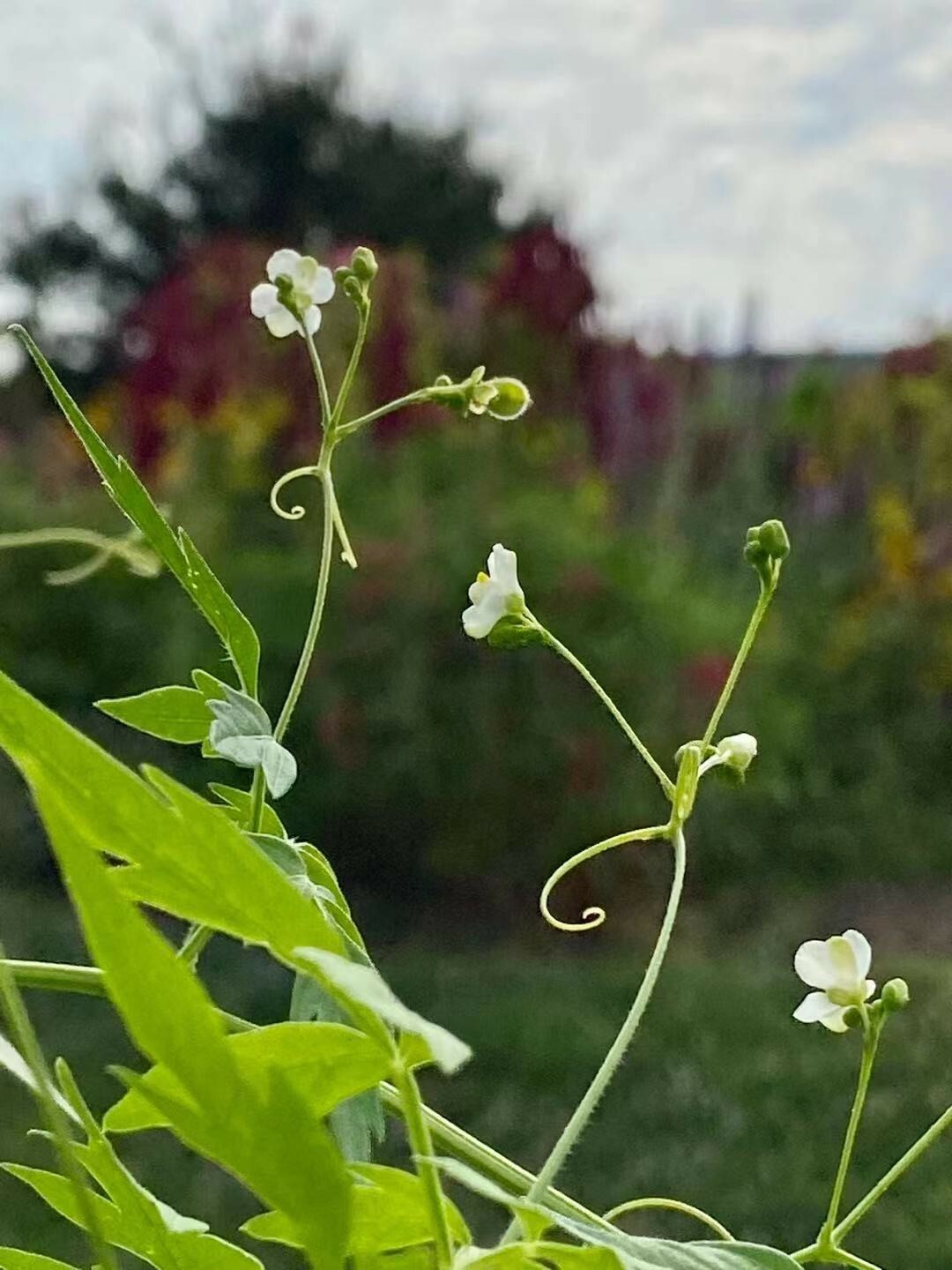 Balloon Vine( Love in a Puff) Seeds  25 Seeds
