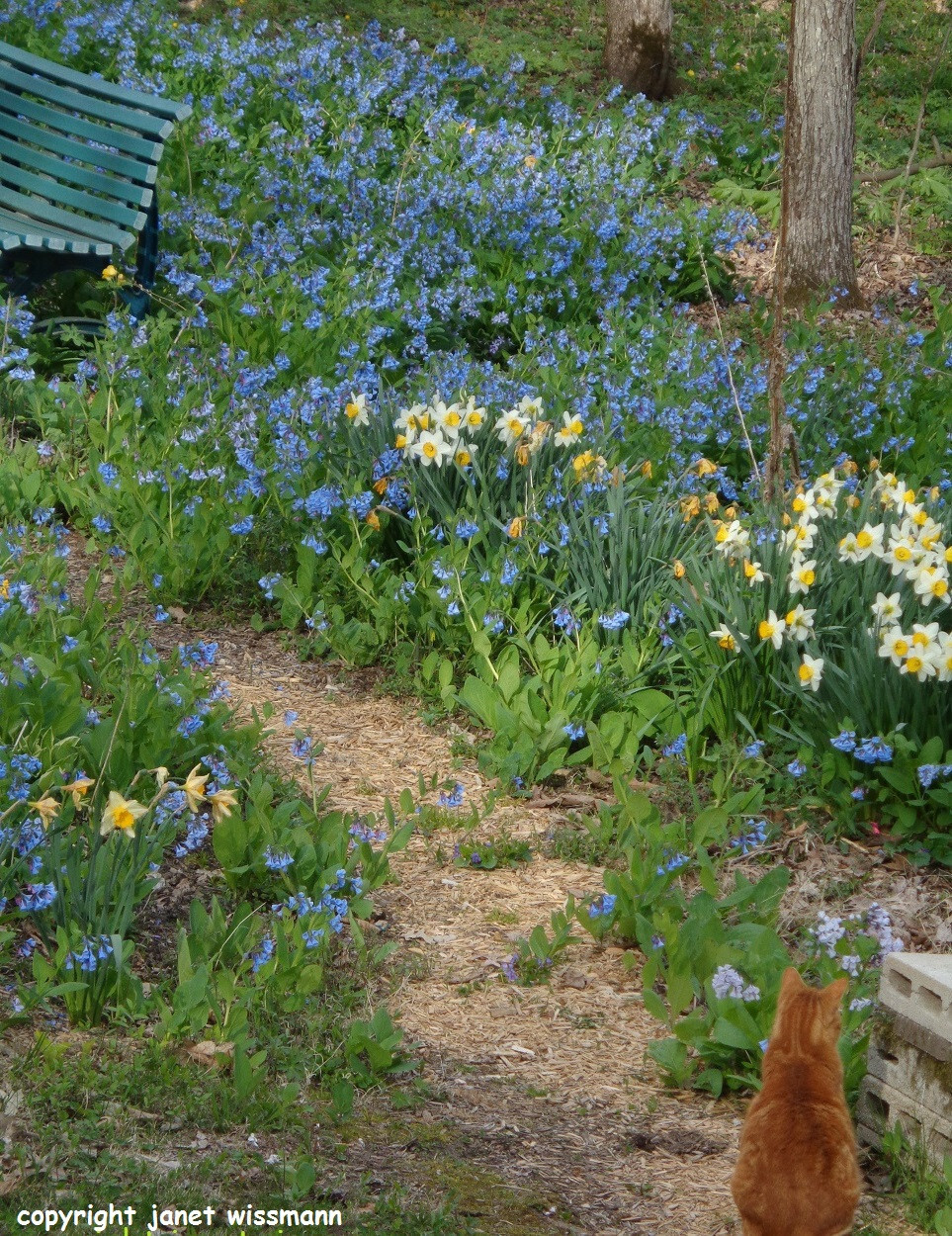 200 SEEDS VIRGINIA BLUEBELLS Mertensia virginica *Must PLANT in SUMMER *PlsREAD*
