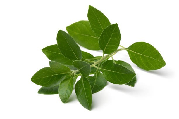 20 Ashwagandha (Withania somnifera) Seeds