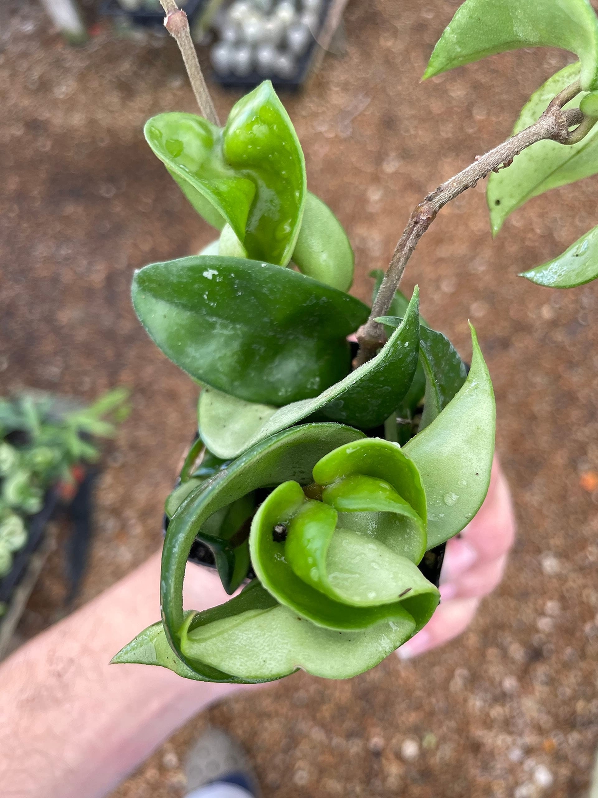 Hoya carnosa compacta Hindu Rope Plant, 2″ Potted Starter, Krinkle Kurl, Porcela