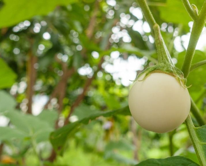 0.5 Gr (100 Seeds) White Mini Round Eggplant Seeds for Planting, Eggplant Seeds