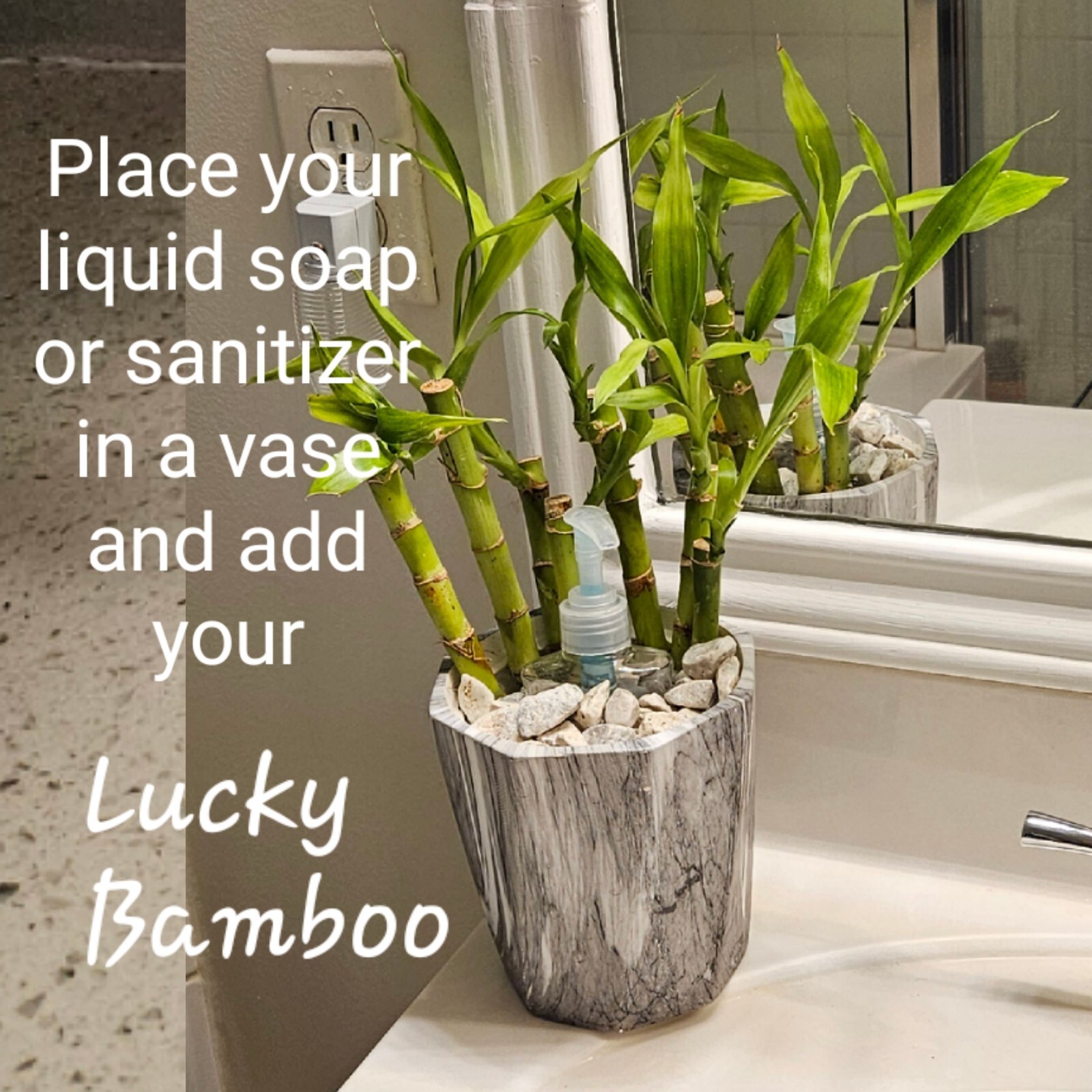 6 Lucky Bamboo Stalks 4″, 6″, 8″ FREE Butterfly Stake Perennial, GIFT, Rooted