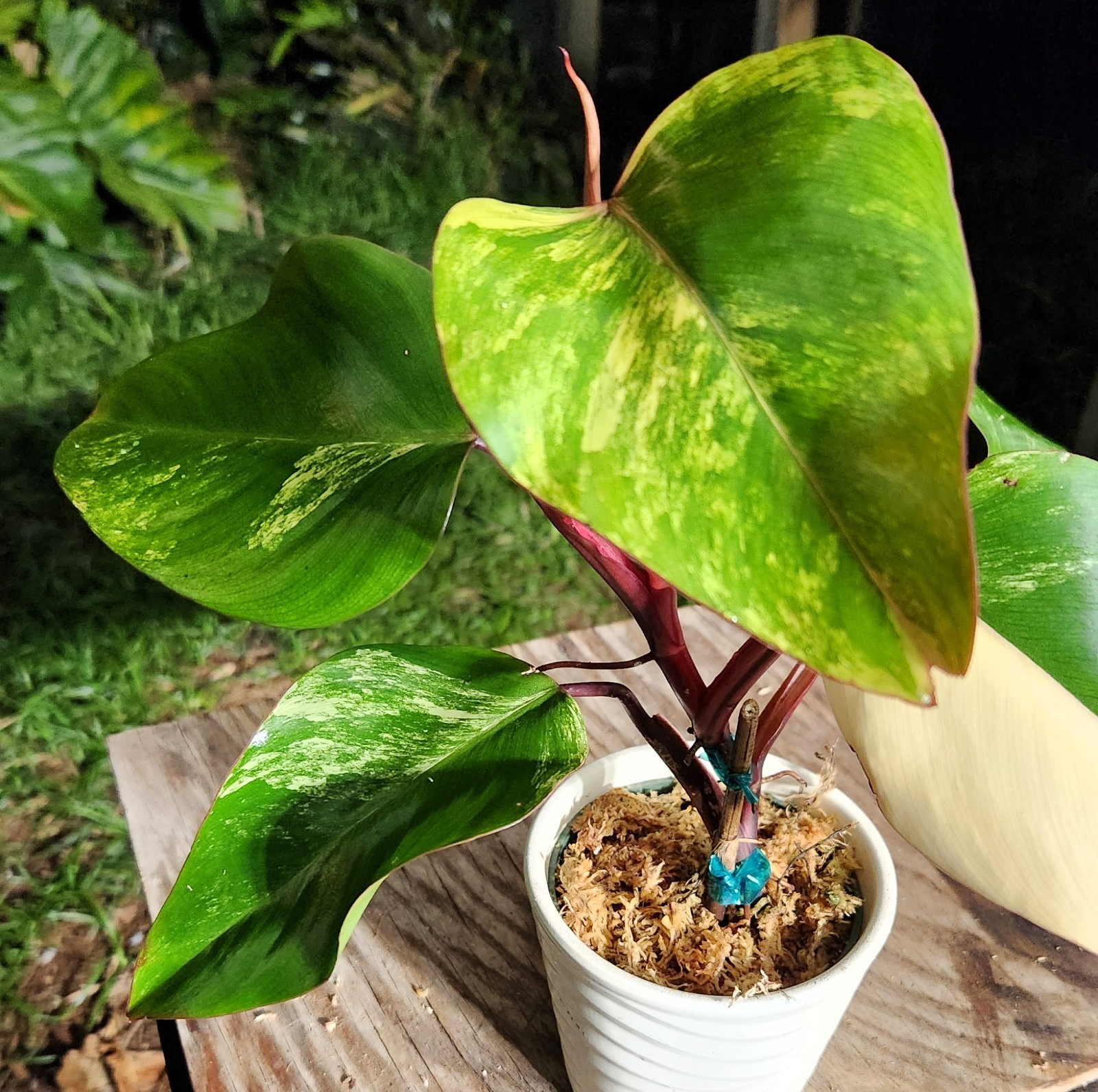 Philodendron Strawberry Shake Plant in 4″ Pot 10″ Tall 17″ Wide