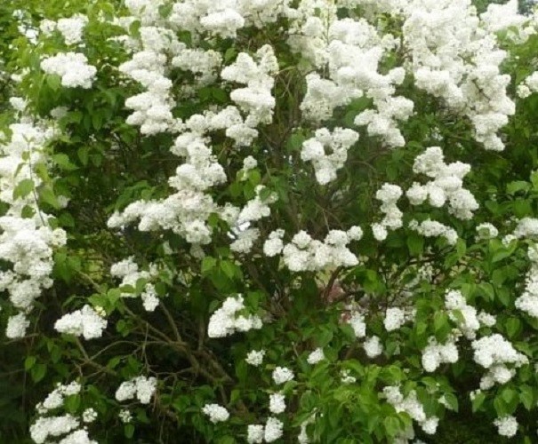 ( 1 ) – Madame Lemoine White French Lilac – Starter Plant ( L7 )