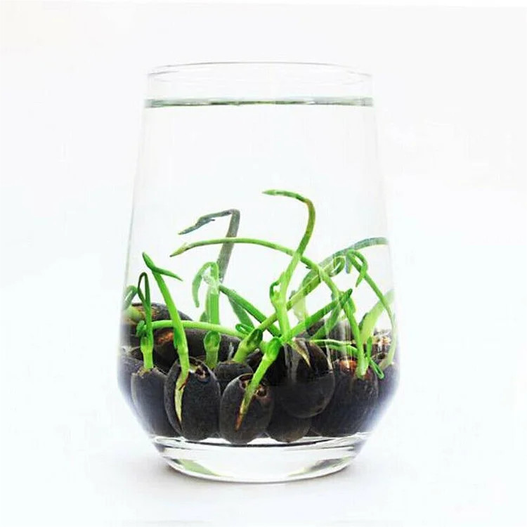 10pcs Pre-Sprouted Mixed Color Bonsai Bowl Lotus Ideal Indoor and Outdoor