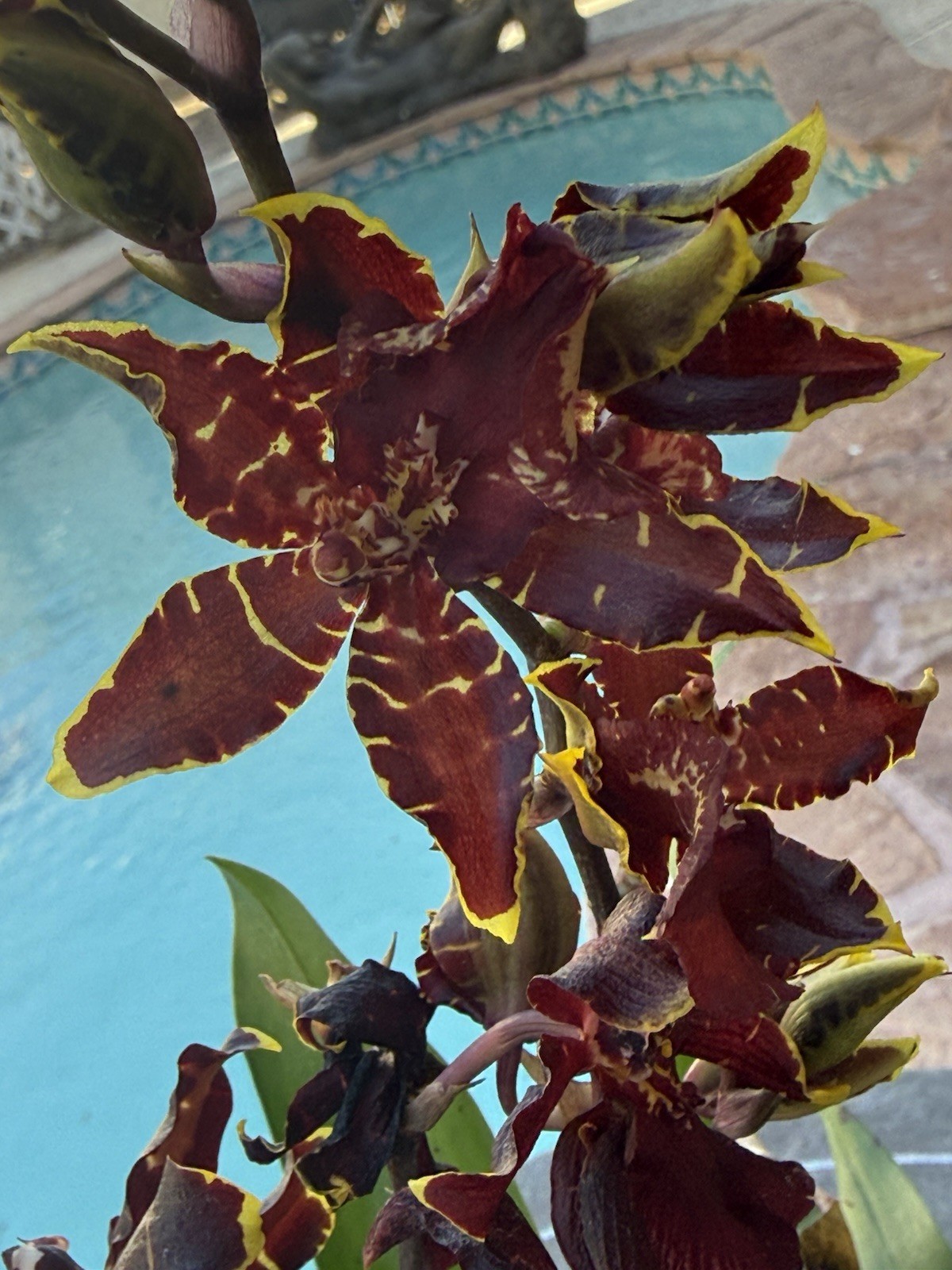 ORCHID PLANTS Onciduim with Dark blooms unnamed one rooted bulb not perfect no