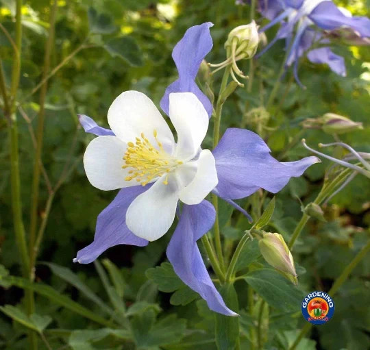 Blue Rocky Mountain Columbine (Aquilegia caerulea). 50 Seeds. Free Shipping!