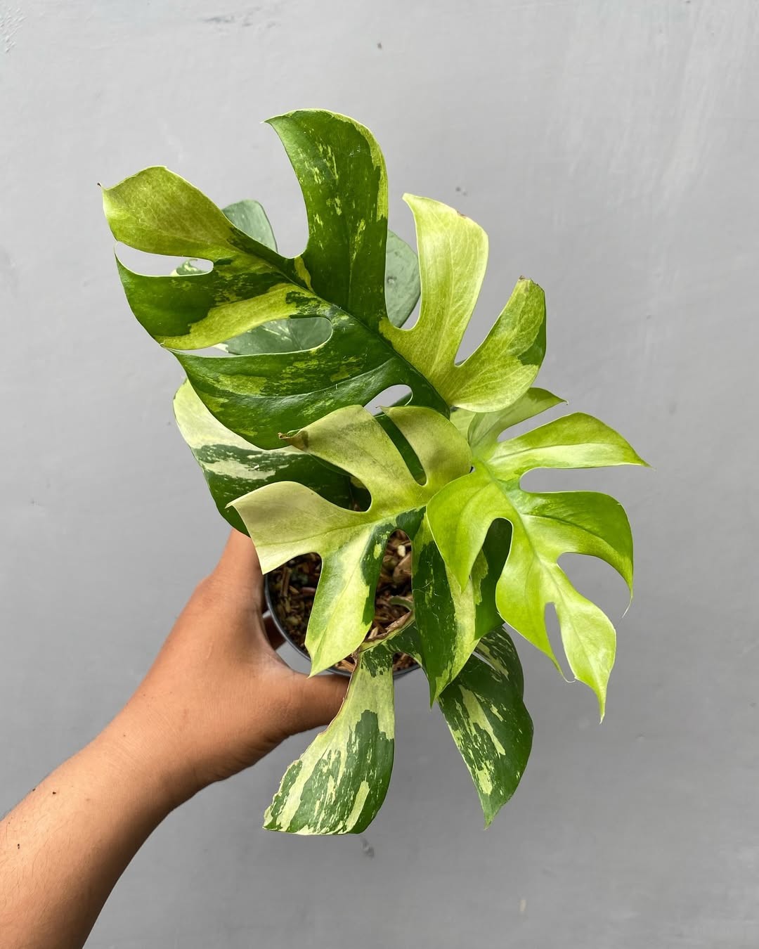 Raphidopora Tetrasperma Variegated Real Photo Very Beauty Live Plant