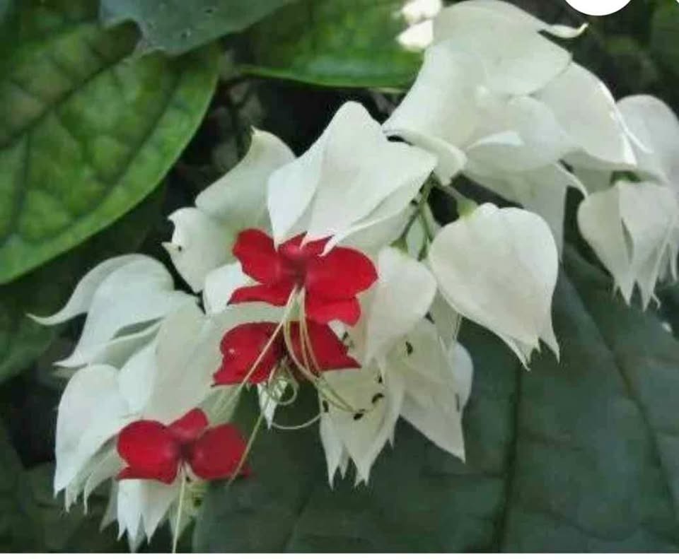 White Bleeding Heart Live Plant in pot