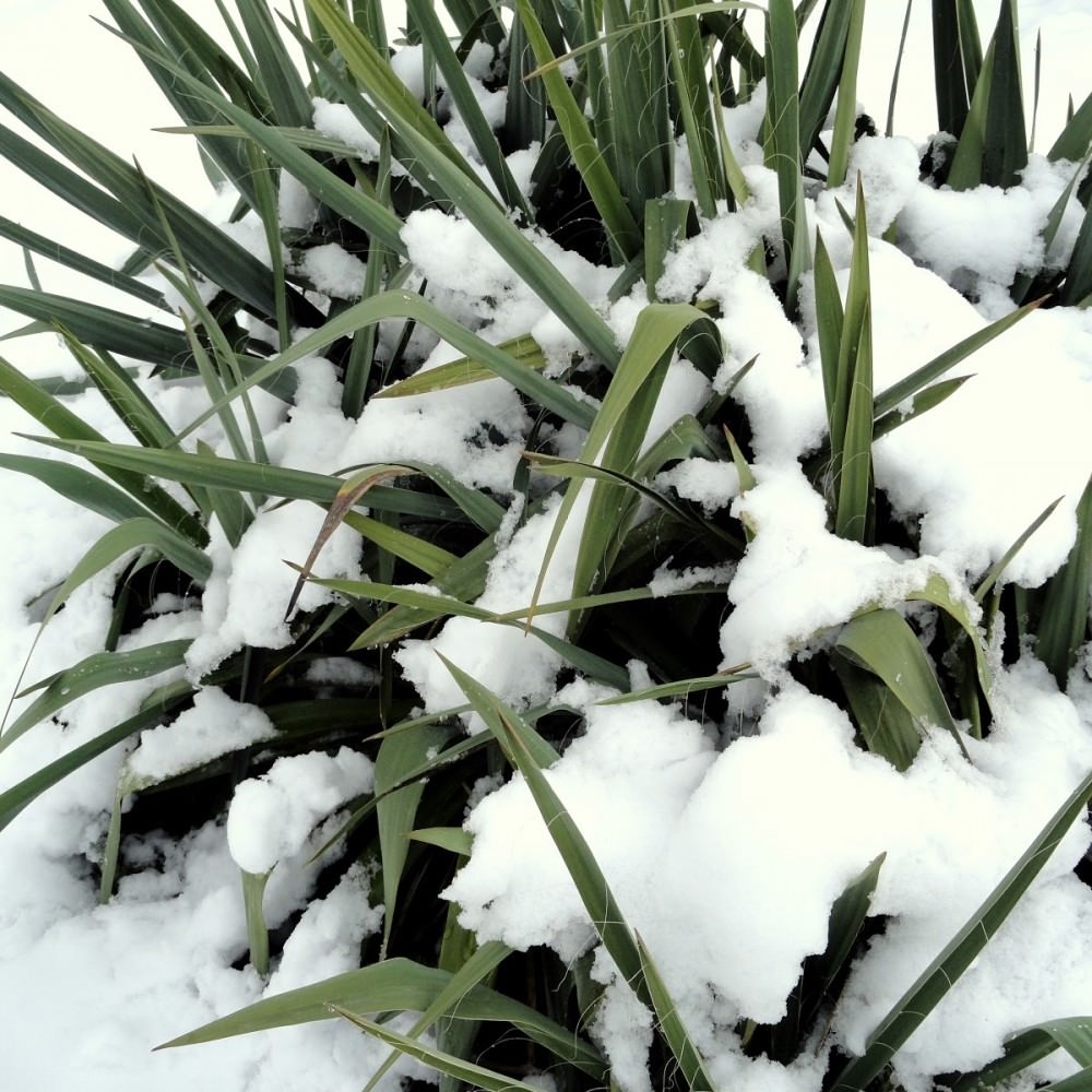 ADAM’S NEEDLE Yucca Filamentosa 10,30 SEEDS