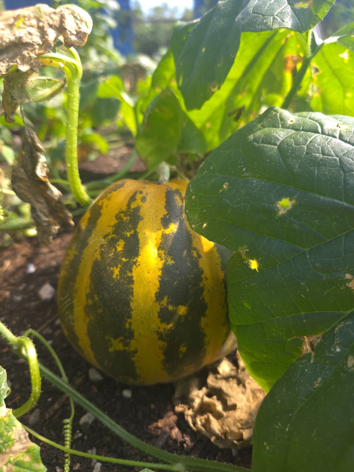 Mango lemom Seedling Live Plant – Edible Climbing Outdoor Yellow Green