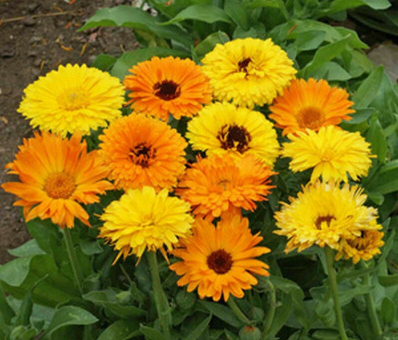 Calendula Seeds Pacific Beauty Mix 150 Ct Flower ANNUAL USA Seller FREE SHIPPING