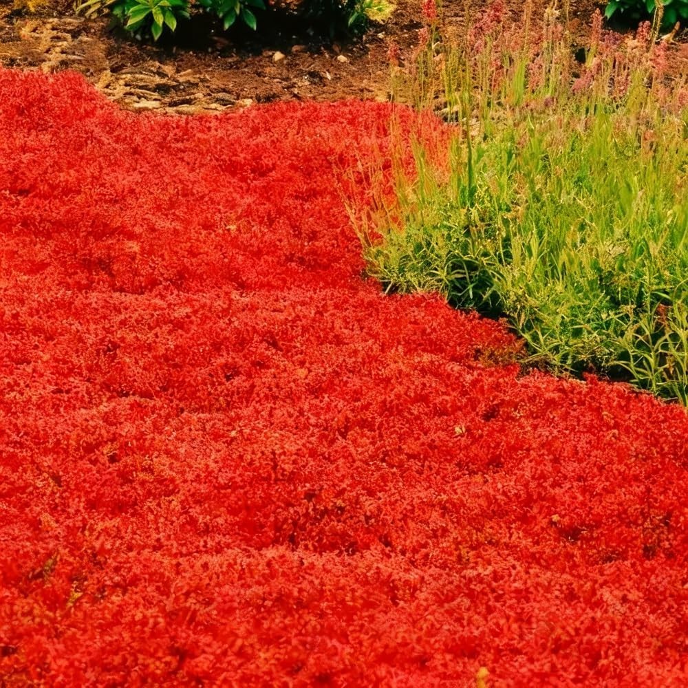 20000+ Red Creeping Thyme Seeds Ground Cover Plant Seeds Perennial- Non-GMO Heir