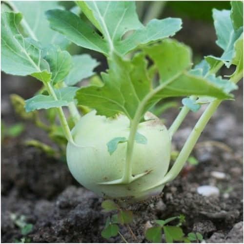 White Vienna Kohlrabi Seeds For Planting (Brassica oleracea)