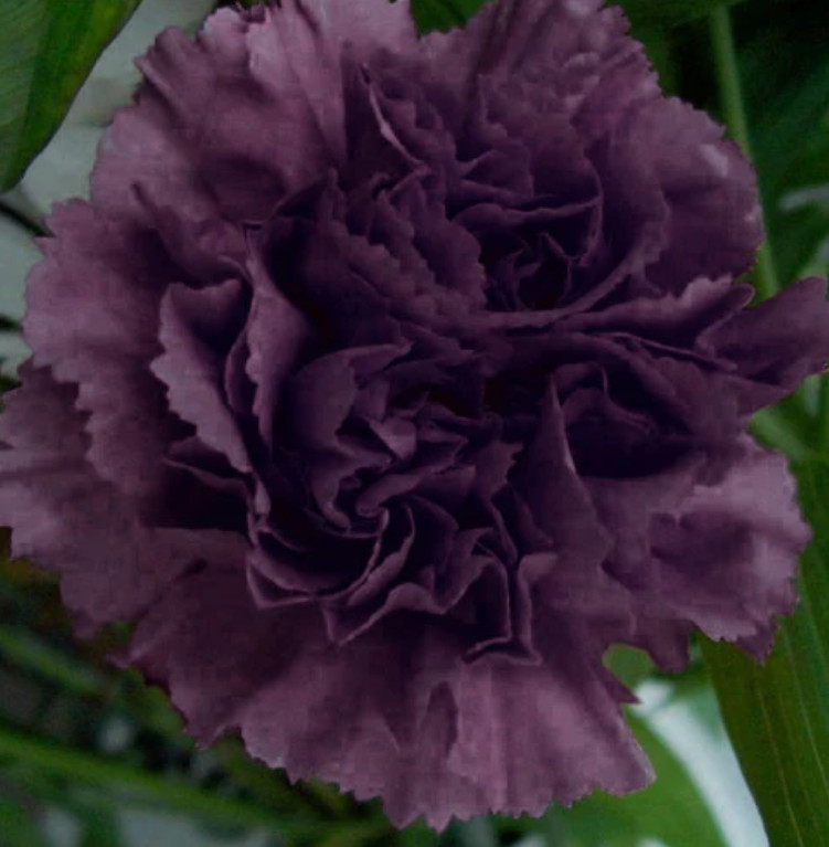 Carnation GRENADIN KING OF BLACKS Dianthus Pollinators Fragrant NonGMO 100 Seeds