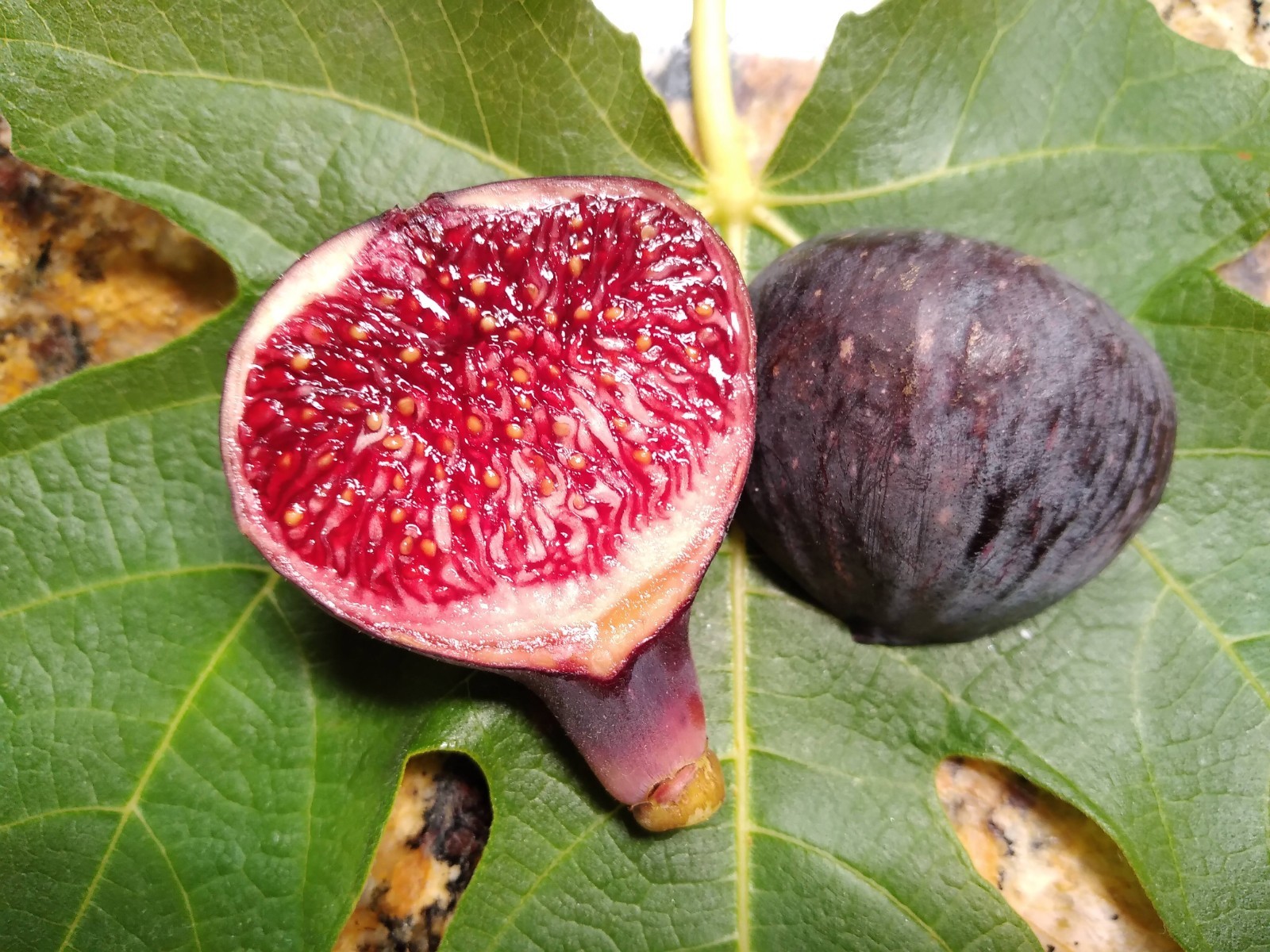 Fresh Fig Tree Cuttings – Select Variety – Many Top Tier Figs to Choose From
