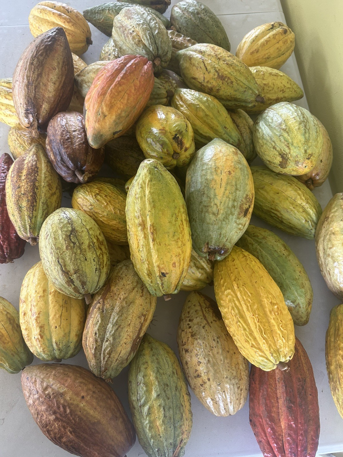 4 Fresh Organic Cacao Pods Natural Cocoa Fruit Premium Tropical Quality