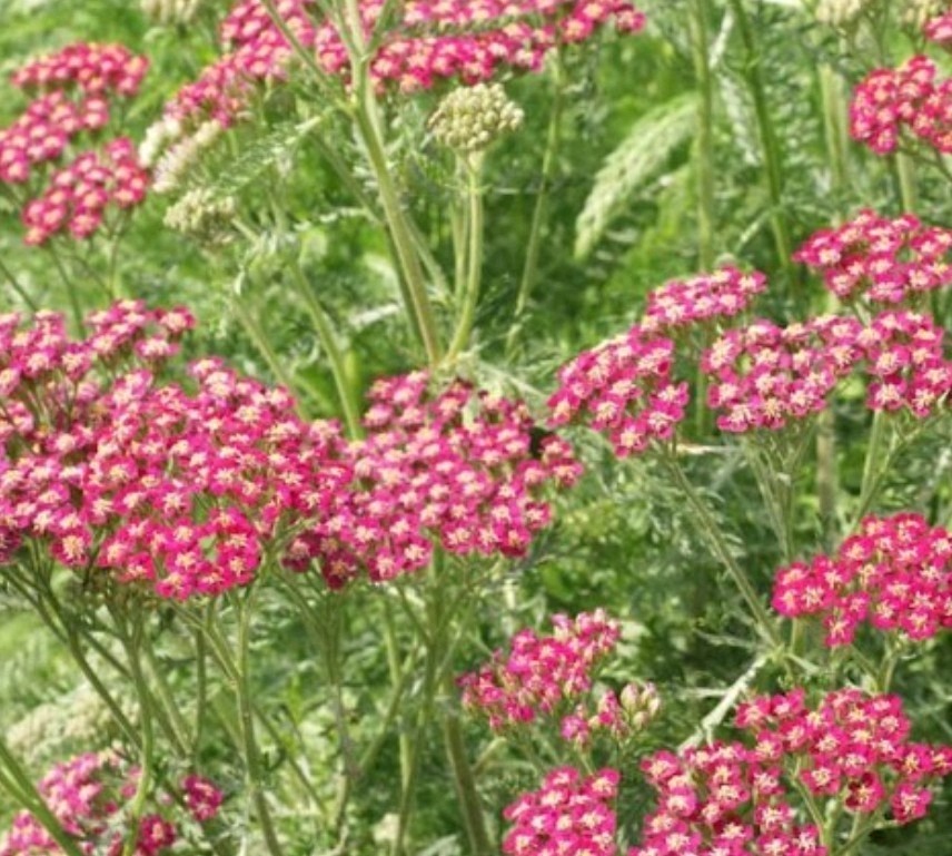 600+ Red Yarrow Seeds **Fresh Seeds** ~~Free Shipping ~~