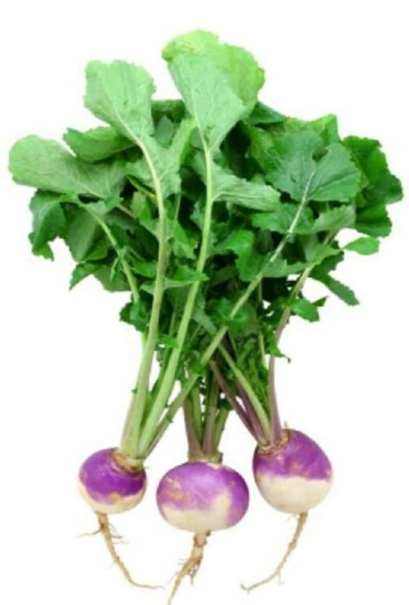 20 + PURPLE TOP TURNIP SEEDS VEGETABLE garden Culinary SOUPS stews FREE SHIPPING