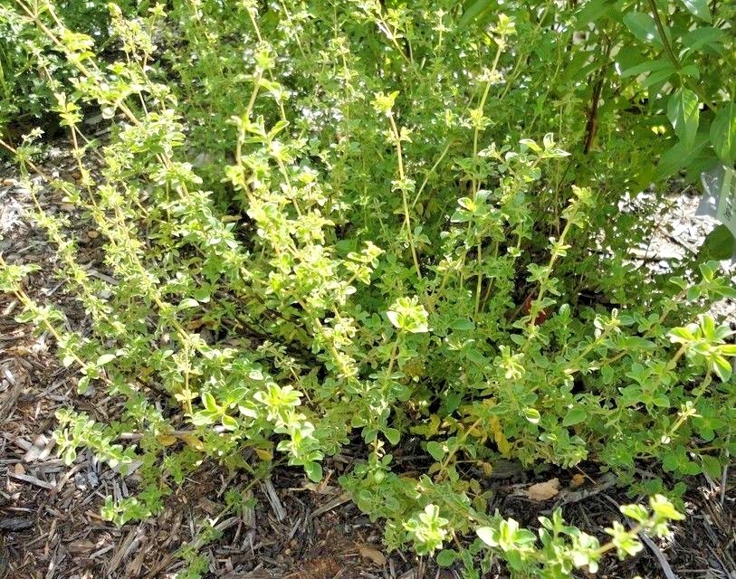 301+TRUE GREEK OREGANO Herb Seeds Organic Garden Container Perennial Heat Cold
