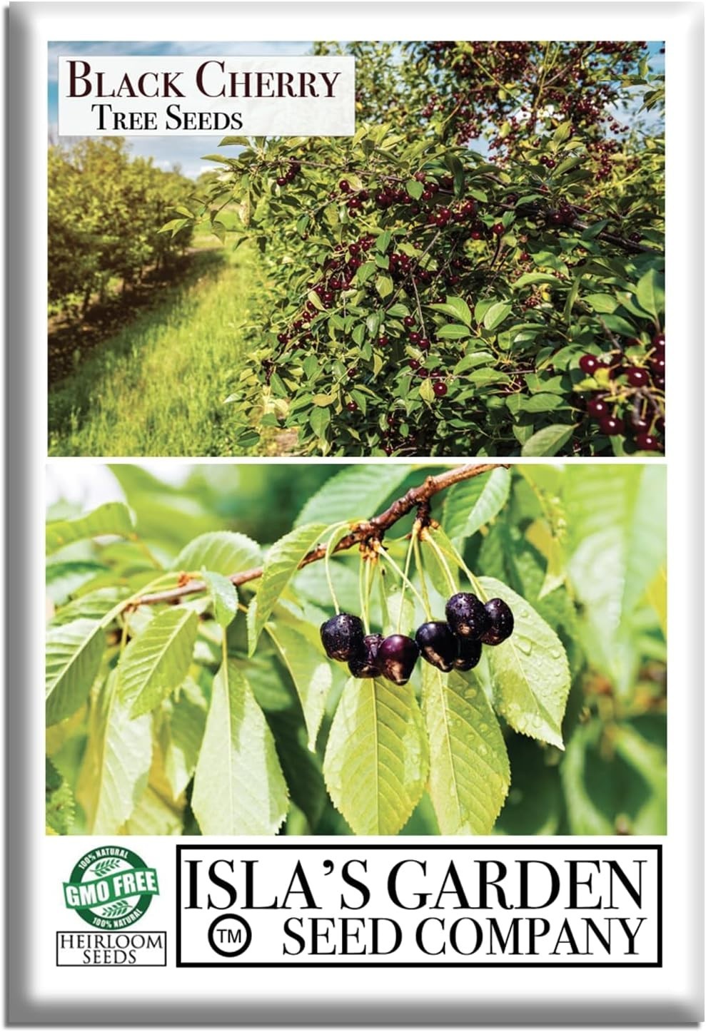 Prunus Serotina – 25+ Heirloom Black Cherry Seeds for Ornamental and Fruit Use