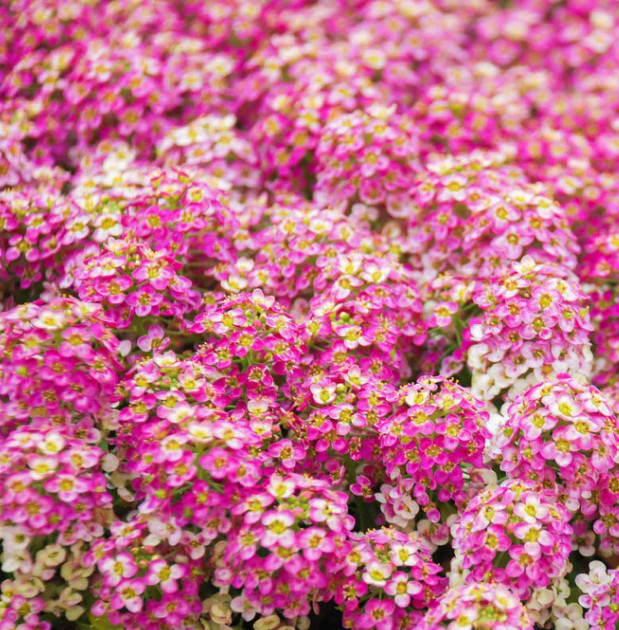 Alyssum ROSIE O’DAY Pink Groundcover Bees Fragrant Flowers Non-GMO 500 Seeds!